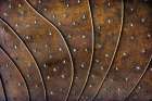 USA, Washington State, Ashford. Detail of metal at Sculpture Park. (PR) Art Print